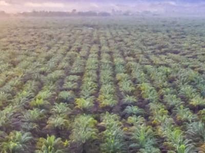 Quel est le vrai problème de l'huile de palme?