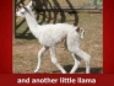 the Lama song