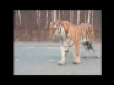 Un tigre se balade sur la route en Russie